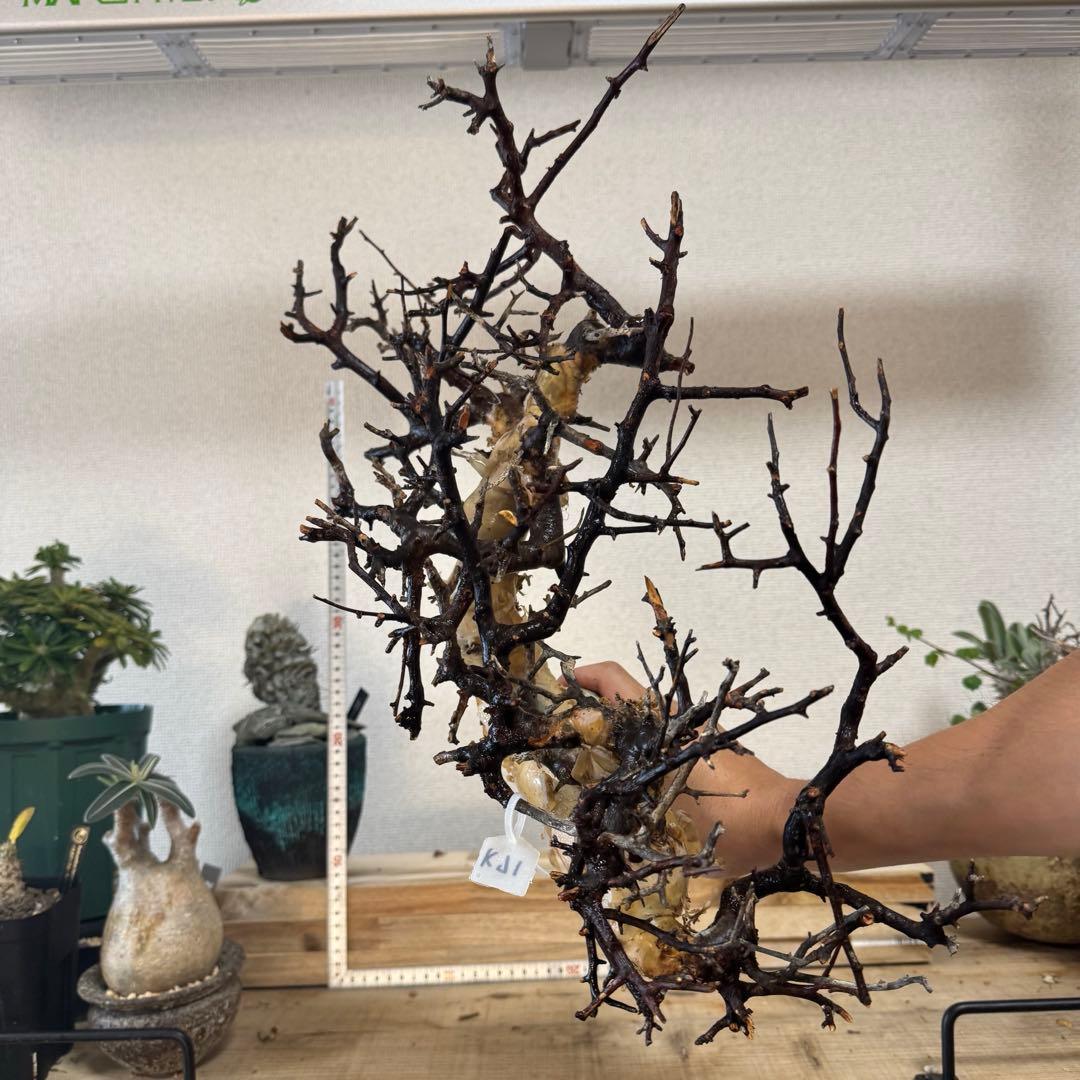 K71 コミフォラ ピュア カタフ ソマリア 現地株 新着 下処理済み