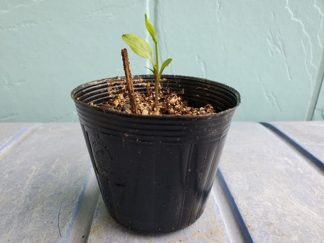 エリオステモン　挿し木苗