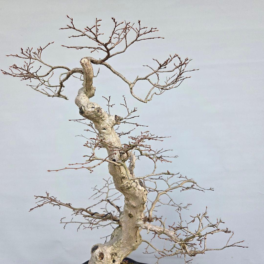 アカシデ　(赤芽ソロ)　　[模様木]　 大品盆栽