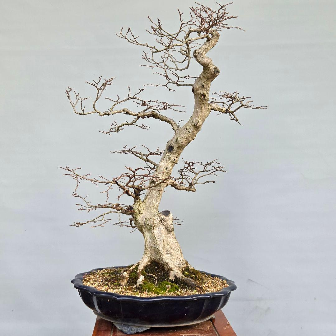 アカシデ　(赤芽ソロ)　　[模様木]　 大品盆栽