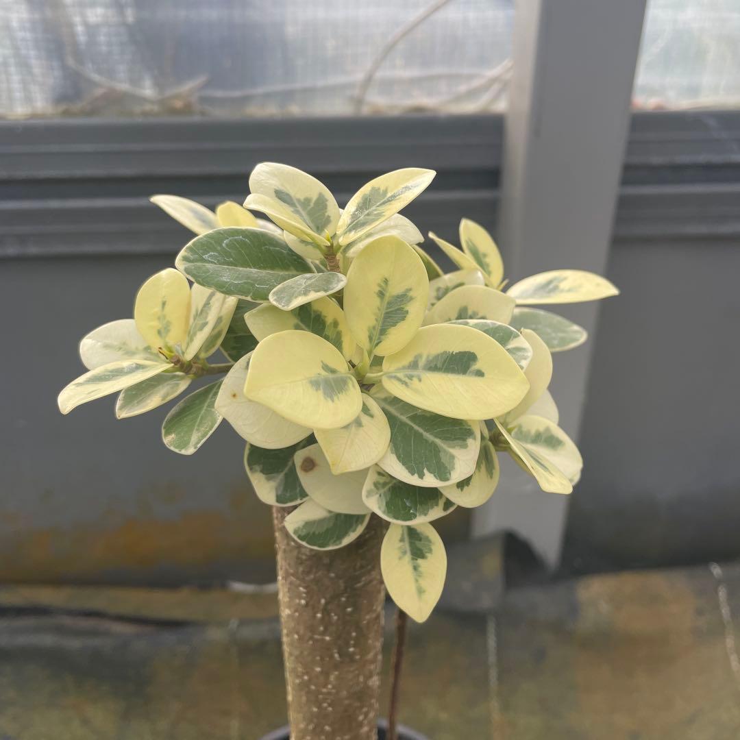 パンダガジュマル　斑入り　接木　希少　3.5号サイズ