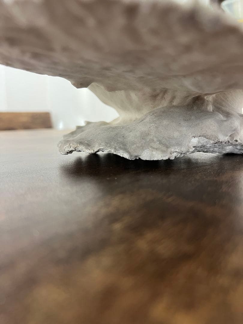 激レア！希少 本物 テーブルサンゴ 珊瑚