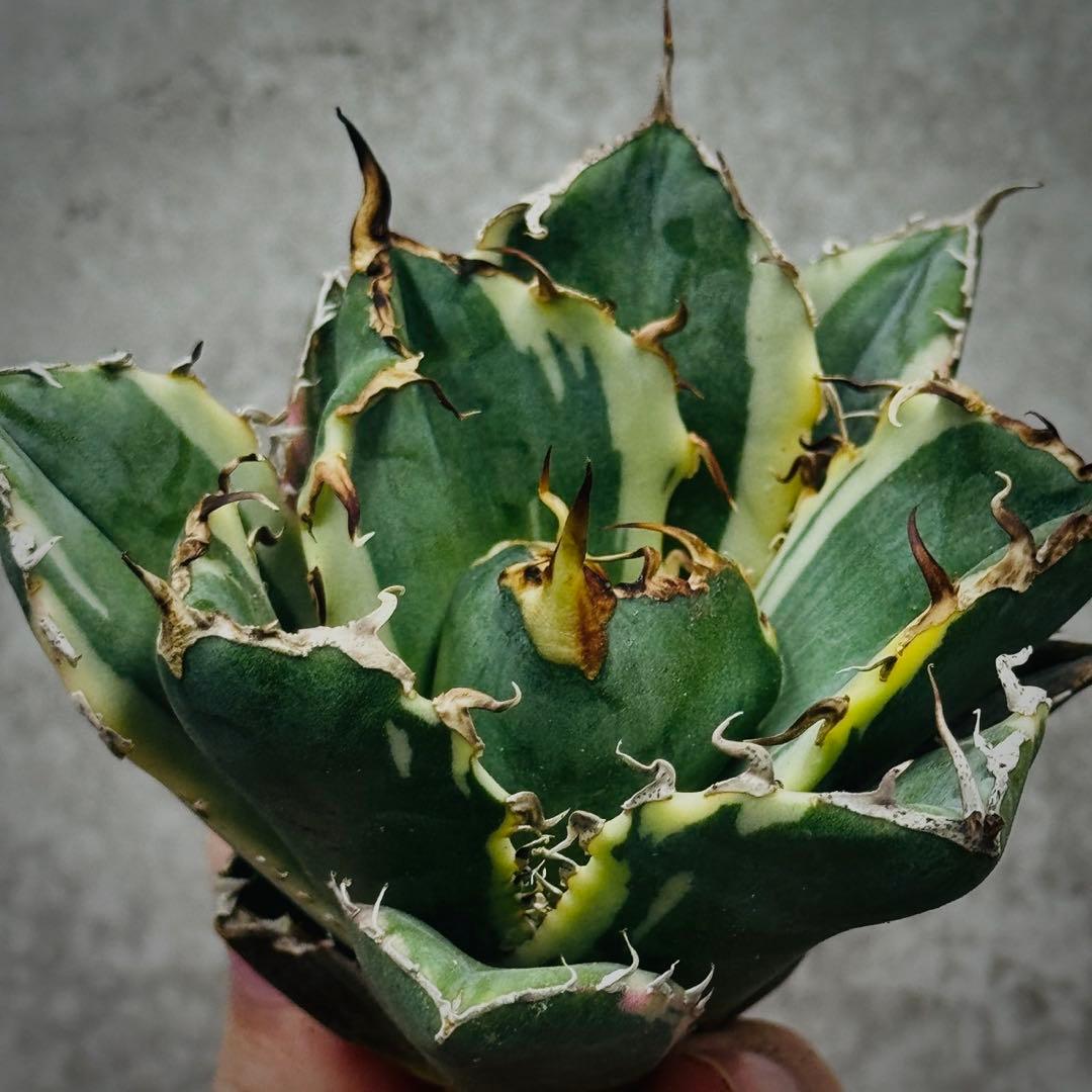 U*K様 多肉植物・アガベ・チタノタ・【特選】白鯨錦・希少株・斑入り・コレクショ