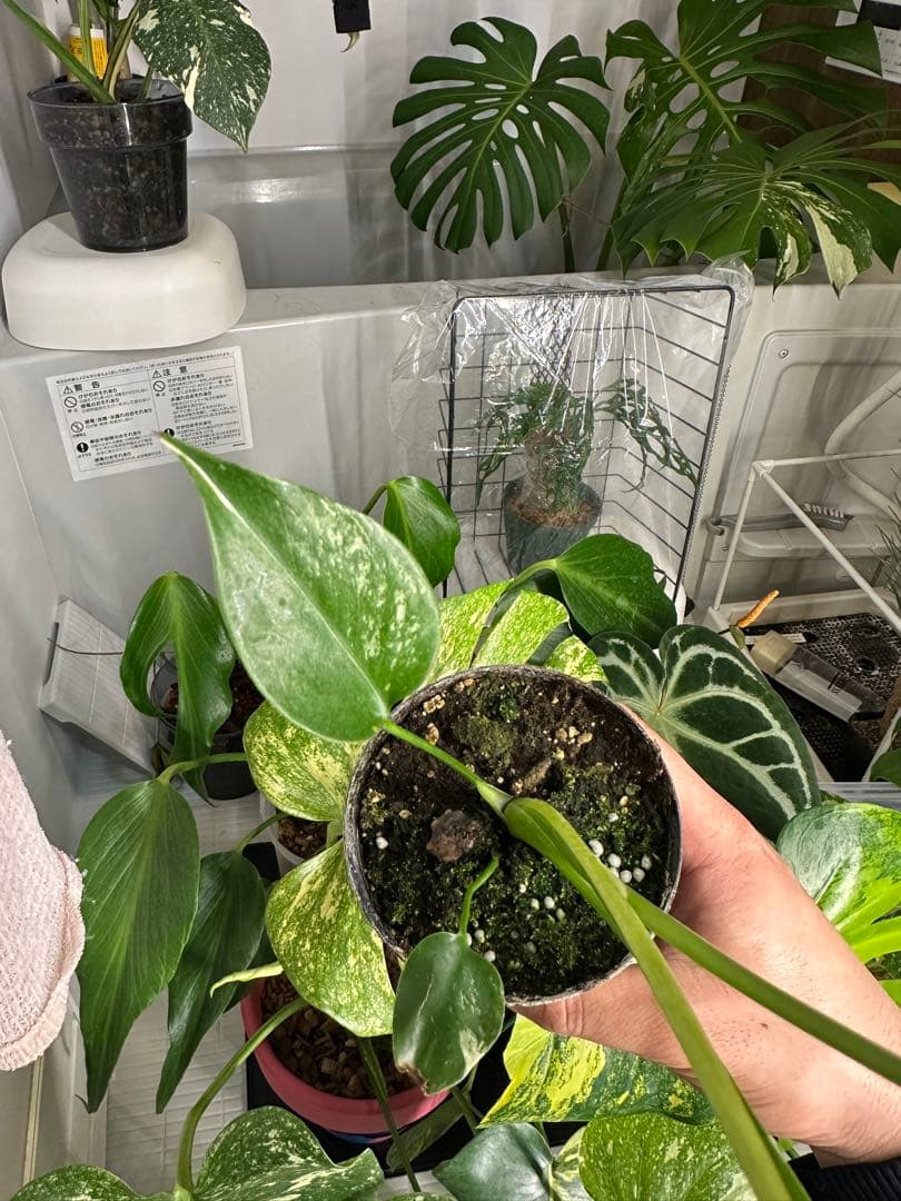 自*間様 モンステラデリシオーサミントトリカラー 輸入株