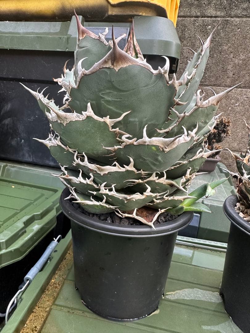 専用　海王　オアハカ　セット