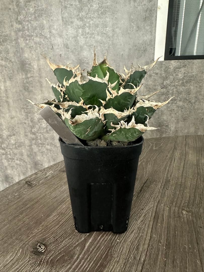 専用　海王　オアハカ　セット