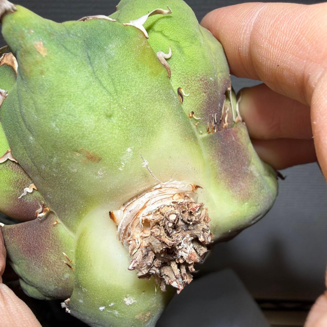 アガベチタノタ　US_SPEICAL 親株出品　タグ付き　オルタさん苗　激レア