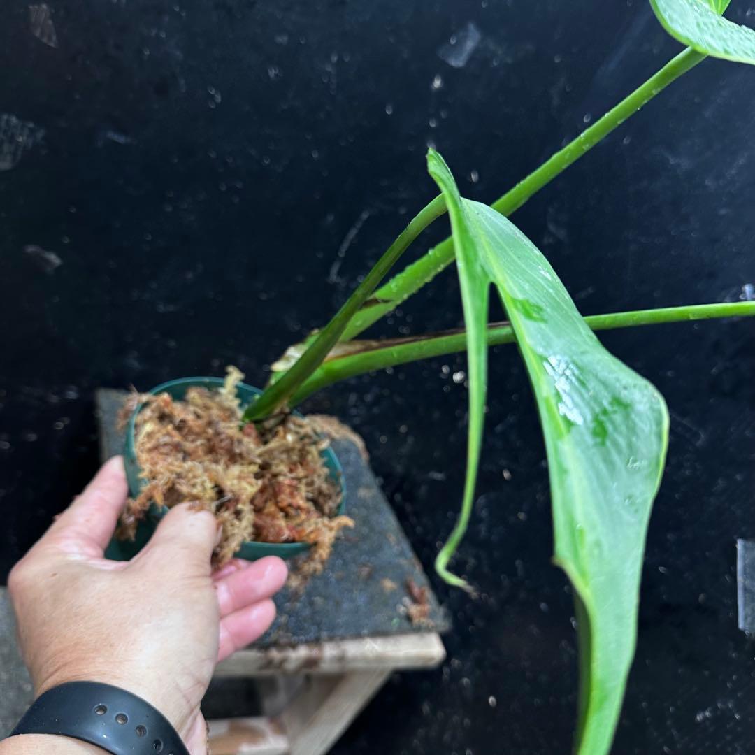 て*り様 モンステラデリシオーサバールマルクスフレーム4号鉢植え大株美株レア