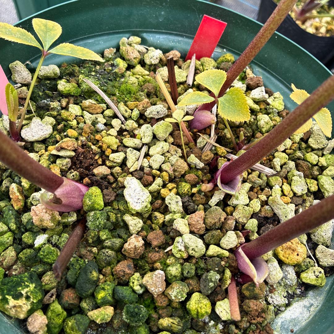 クリスマスローズ　アシュード　濃黄色セミダブル　イエロー　７寸