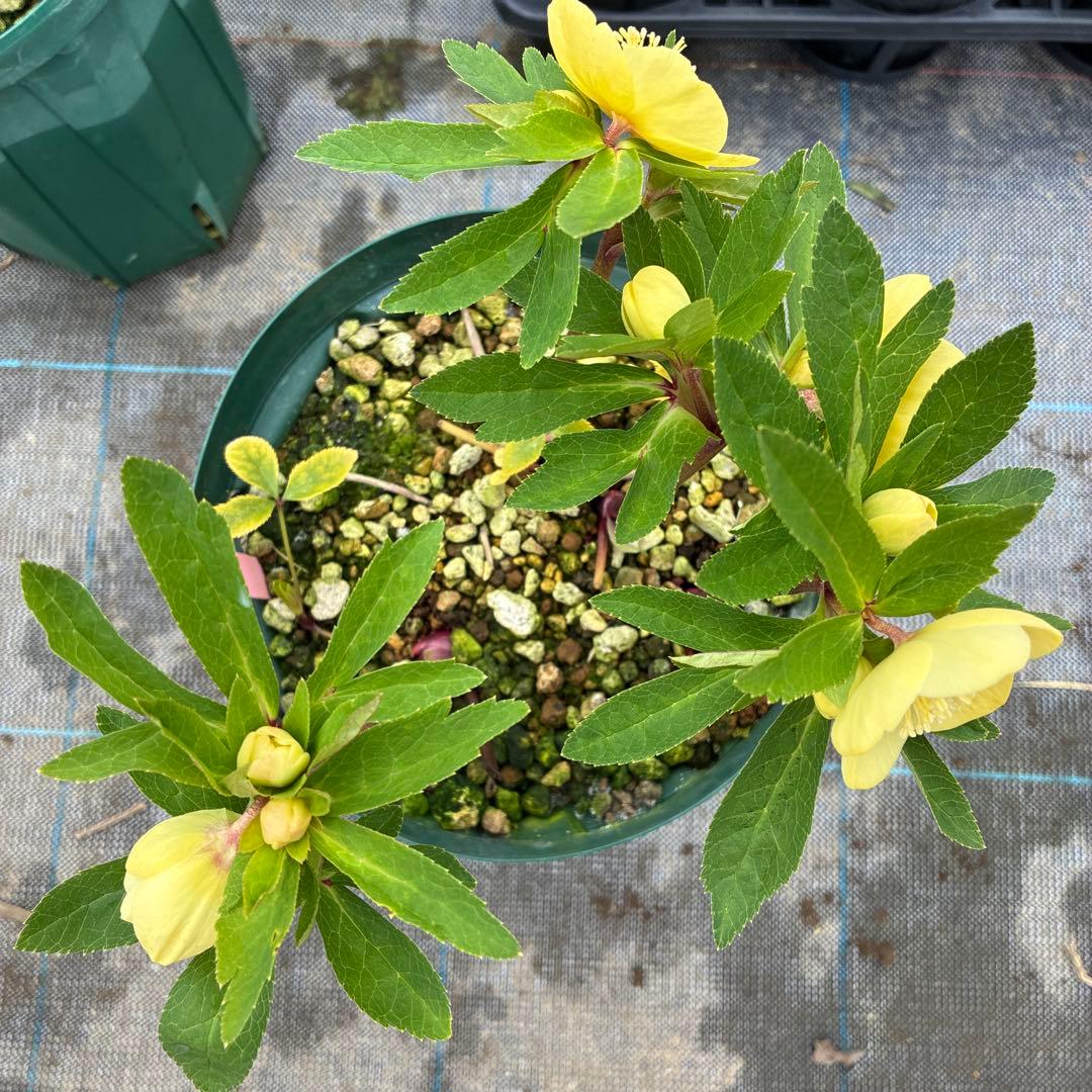 クリスマスローズ　アシュード　濃黄色セミダブル　イエロー　７寸