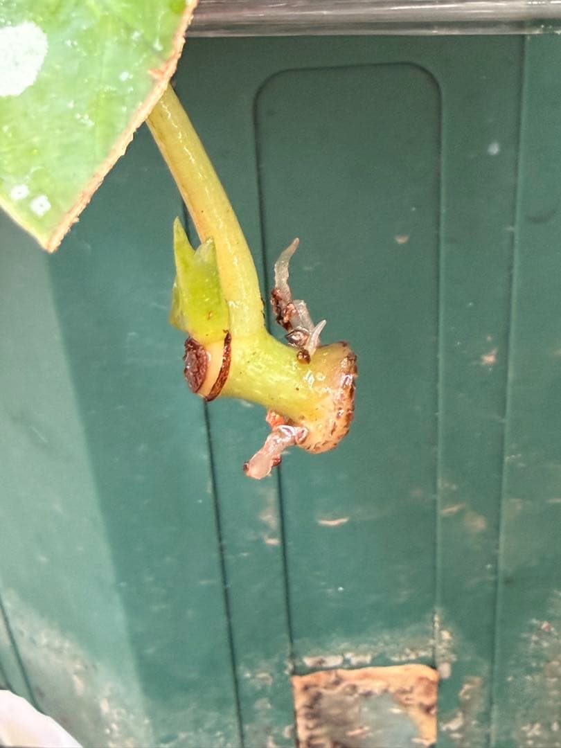 【希少】発根済 挿し木苗 ベゴニア マクラータ 斑入り