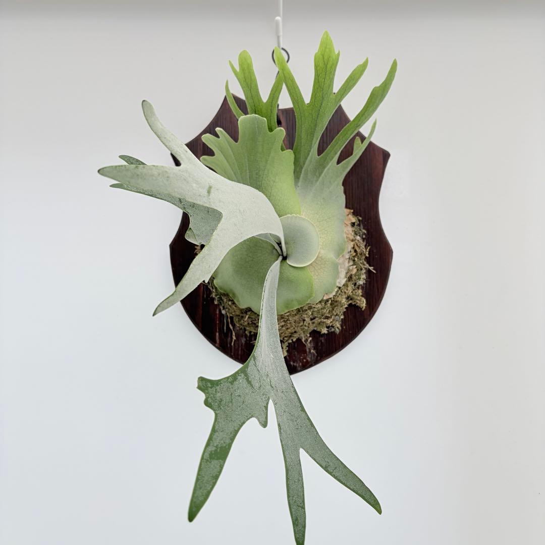 板付 観葉植物 超美株の子株です♫〖ビカクシダ・ウィリンキー・ドワーフタツタ〗