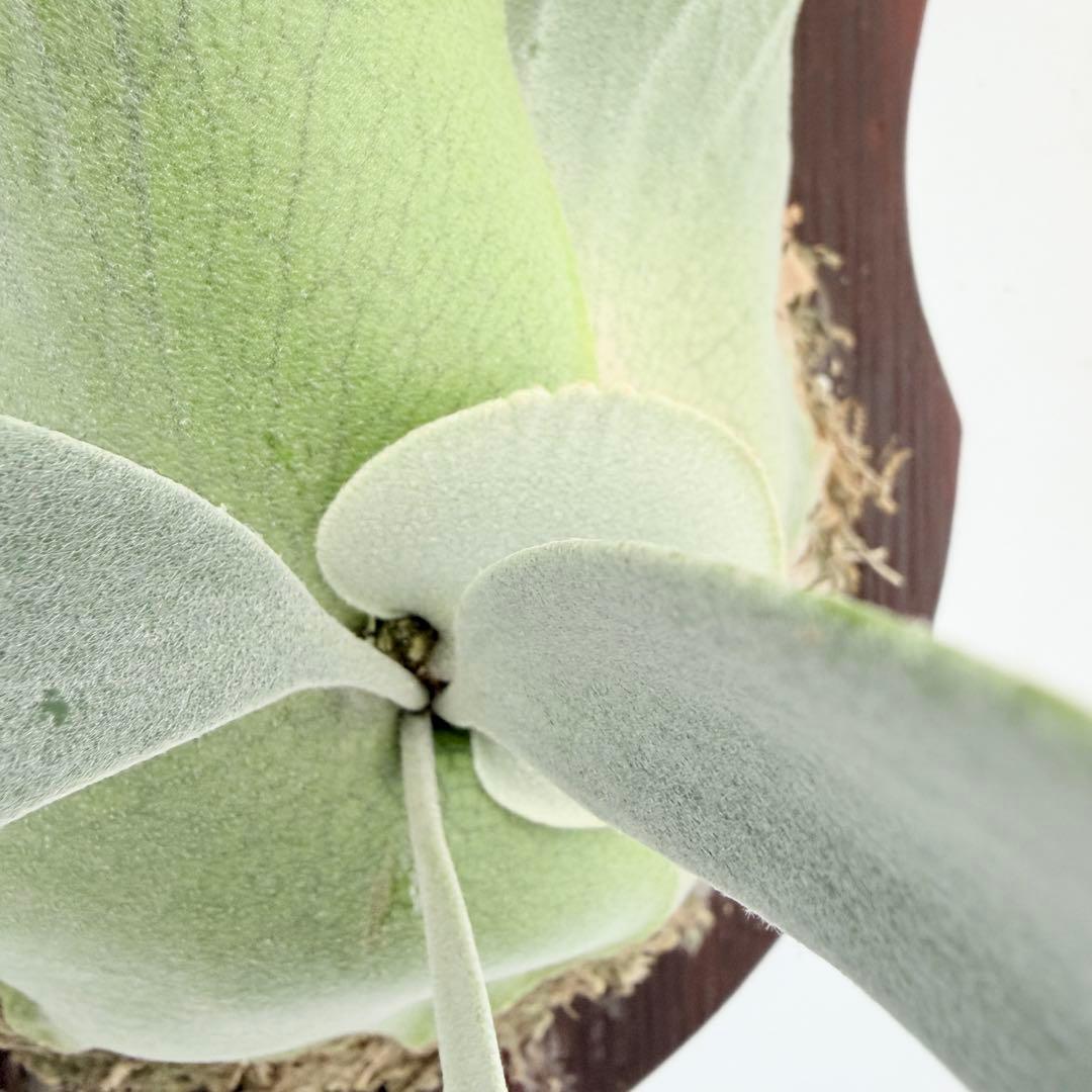 板付 観葉植物 超美株の子株です♫〖ビカクシダ・ウィリンキー・ドワーフタツタ〗