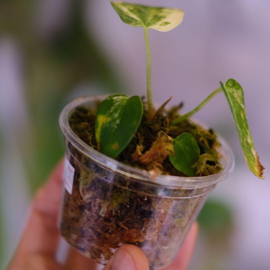 A. forgetii Aus var. × A. carlablackiae