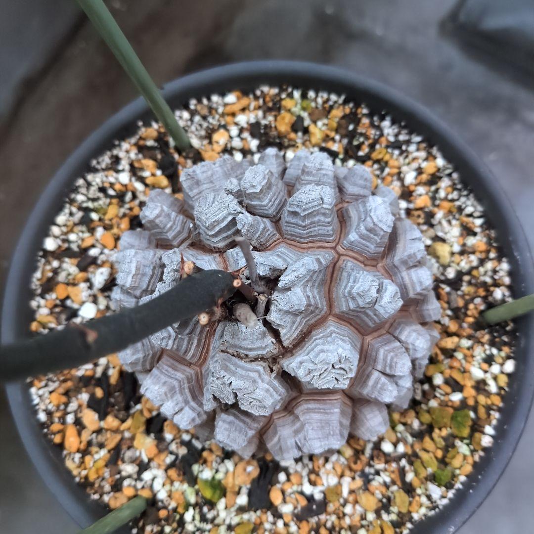 鉢径23㌢　実生丸型　長谷川園芸　亀甲竜　株幅13.8センチ　鉢ごと送料込み