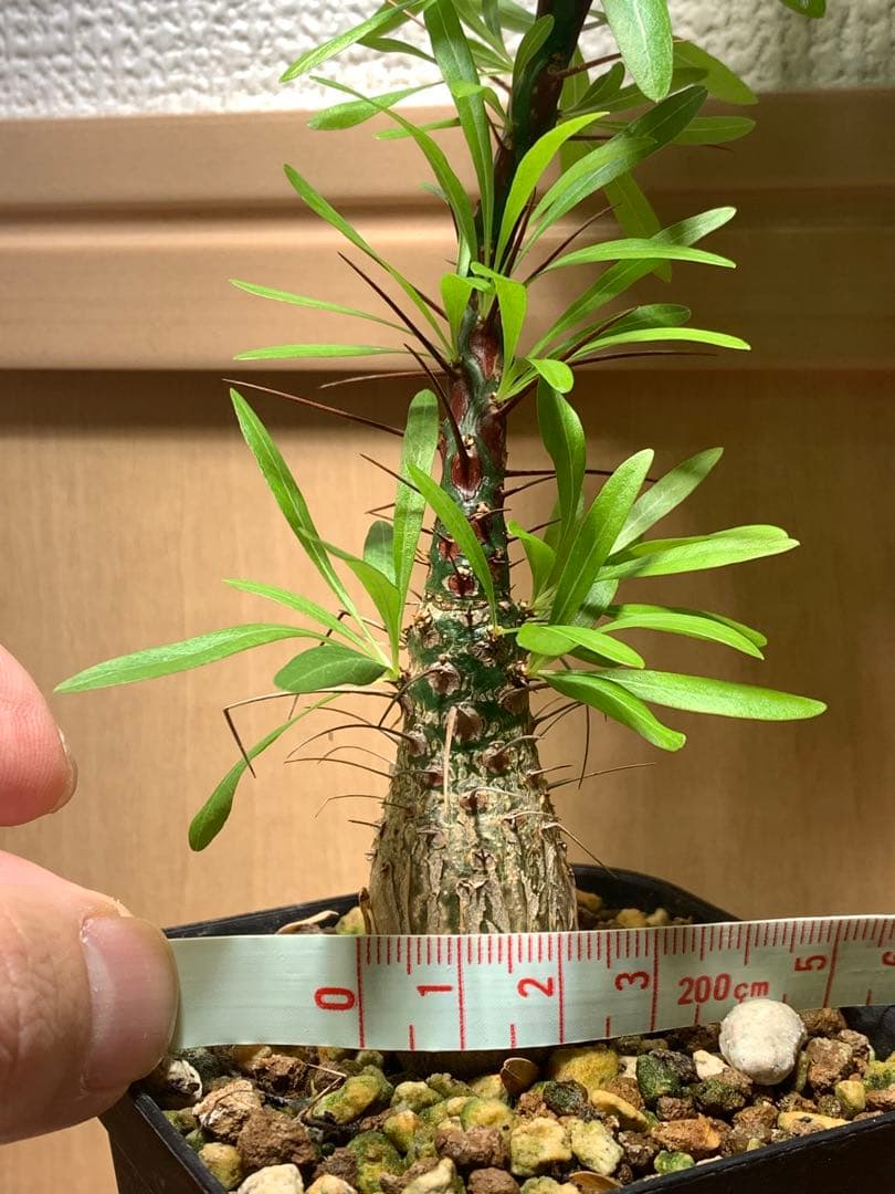 フォークイエリア プルプシー　国内実生株