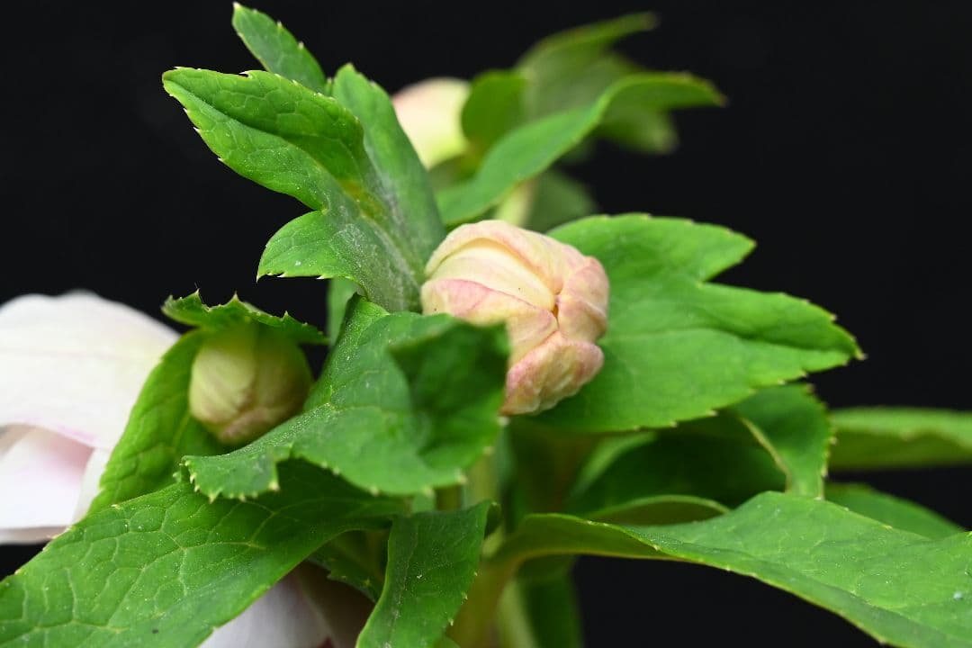 クリスマスローズ　認定多弁系プリマヴェーラゴールド　加藤農園