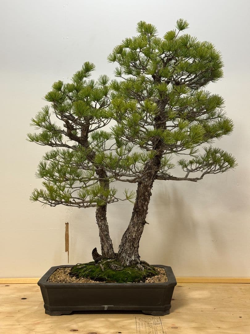 大品 双幹 実生五葉松盆栽 五葉松盆栽 真柏盆栽 懸崖 真柏 黒松 赤松 五葉松