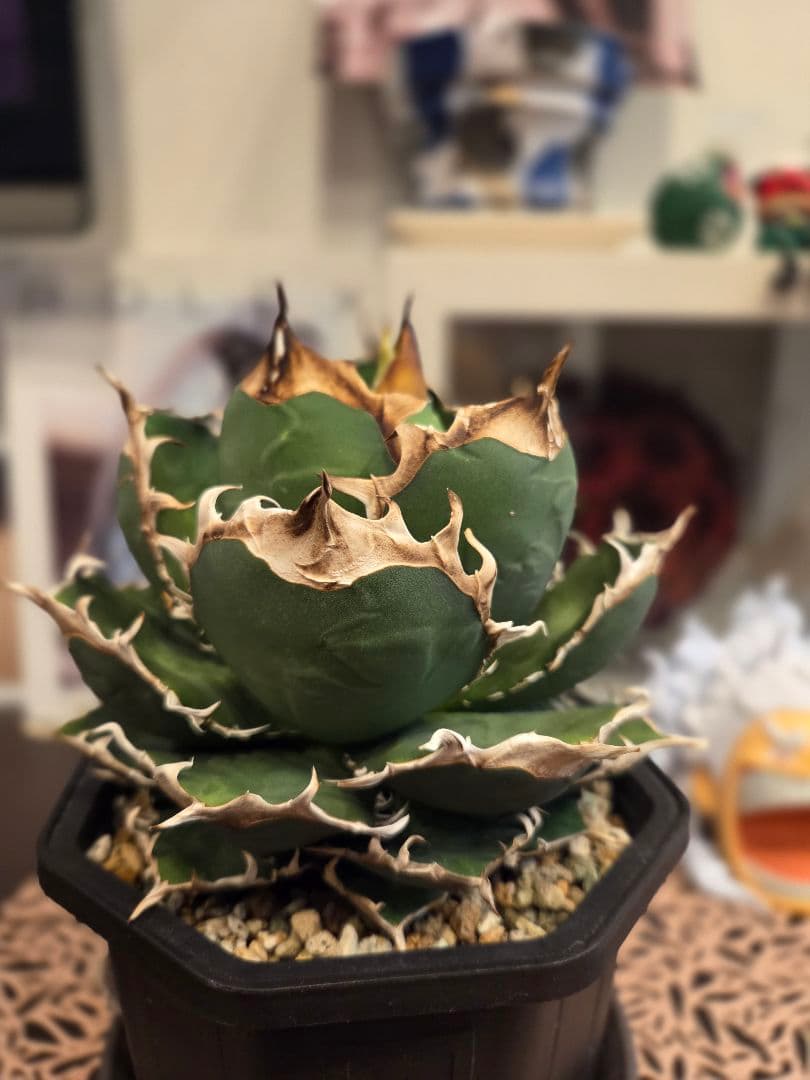 【アガベ オアハカ 親株】 オアハカ Oaxaca 大株 現地球ウリエル 実生