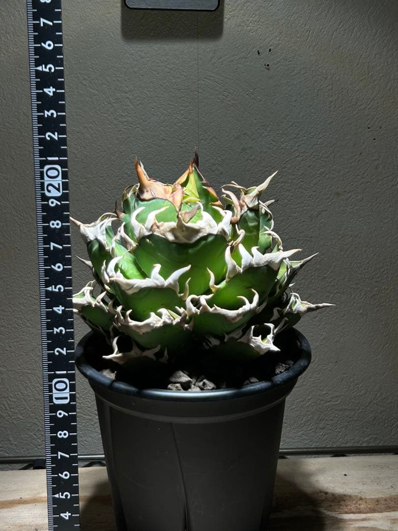 アガベ 赤猫　良形大株　鉢のまま発送可能