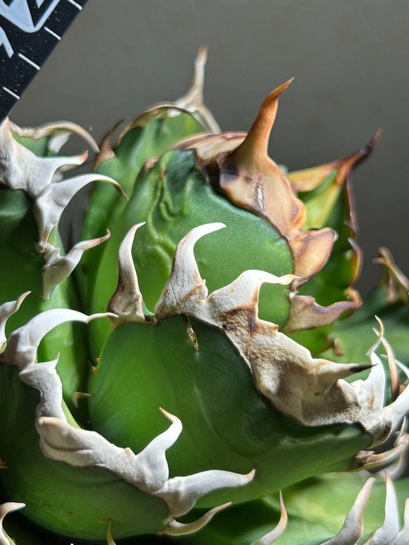 アガベ 赤猫　良形大株　鉢のまま発送可能