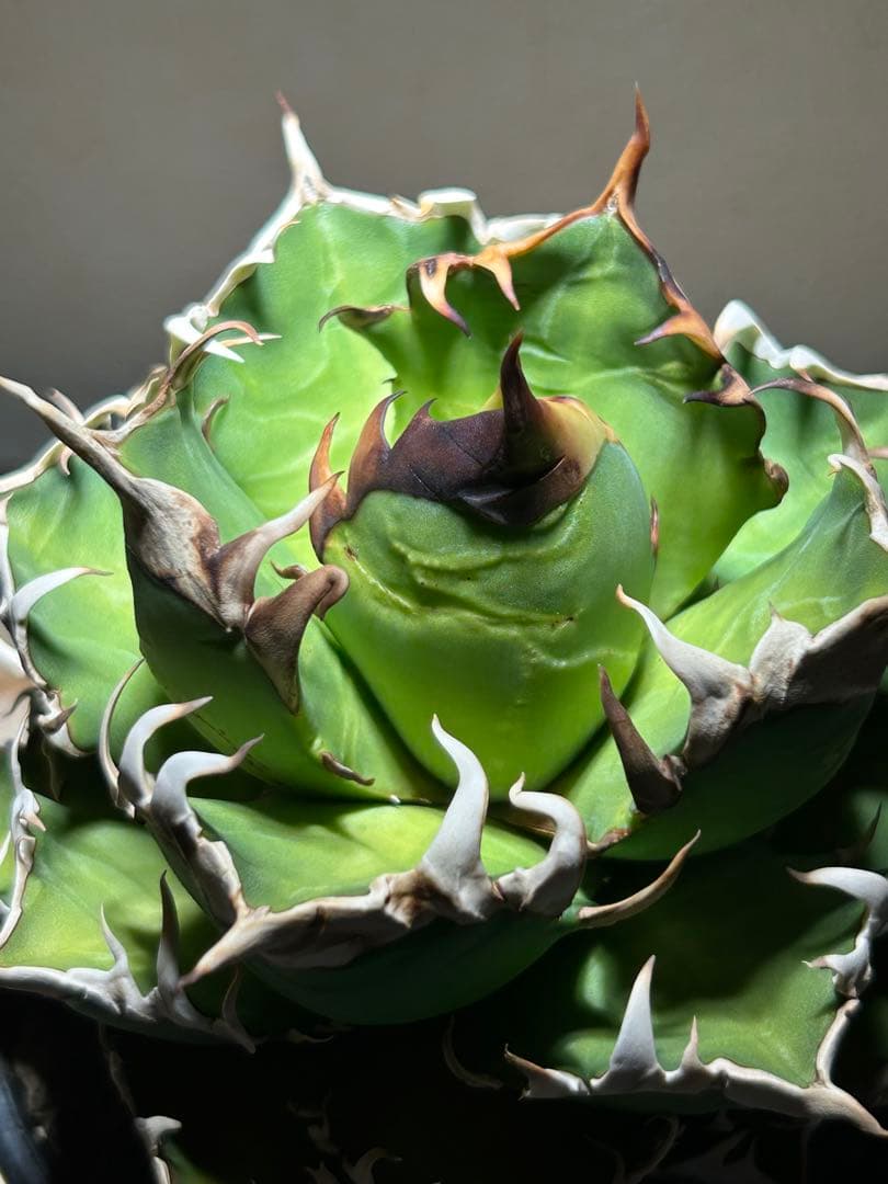 アガベ 赤猫　良形大株　鉢のまま発送可能