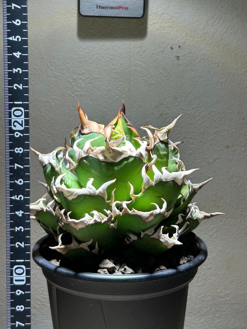 アガベ 赤猫　良形大株　鉢のまま発送可能