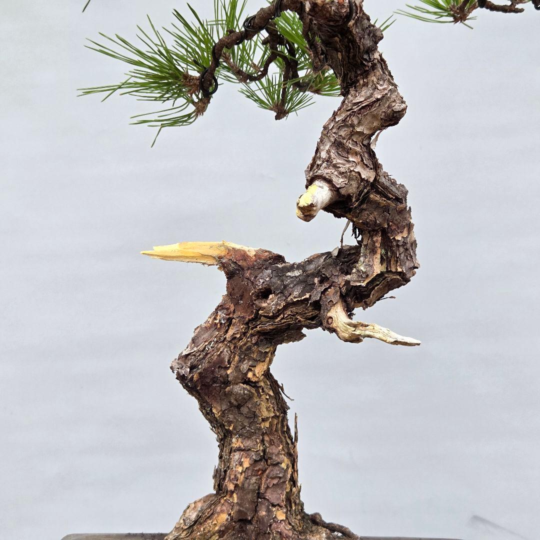 黒松　[模様木]　中品盆栽