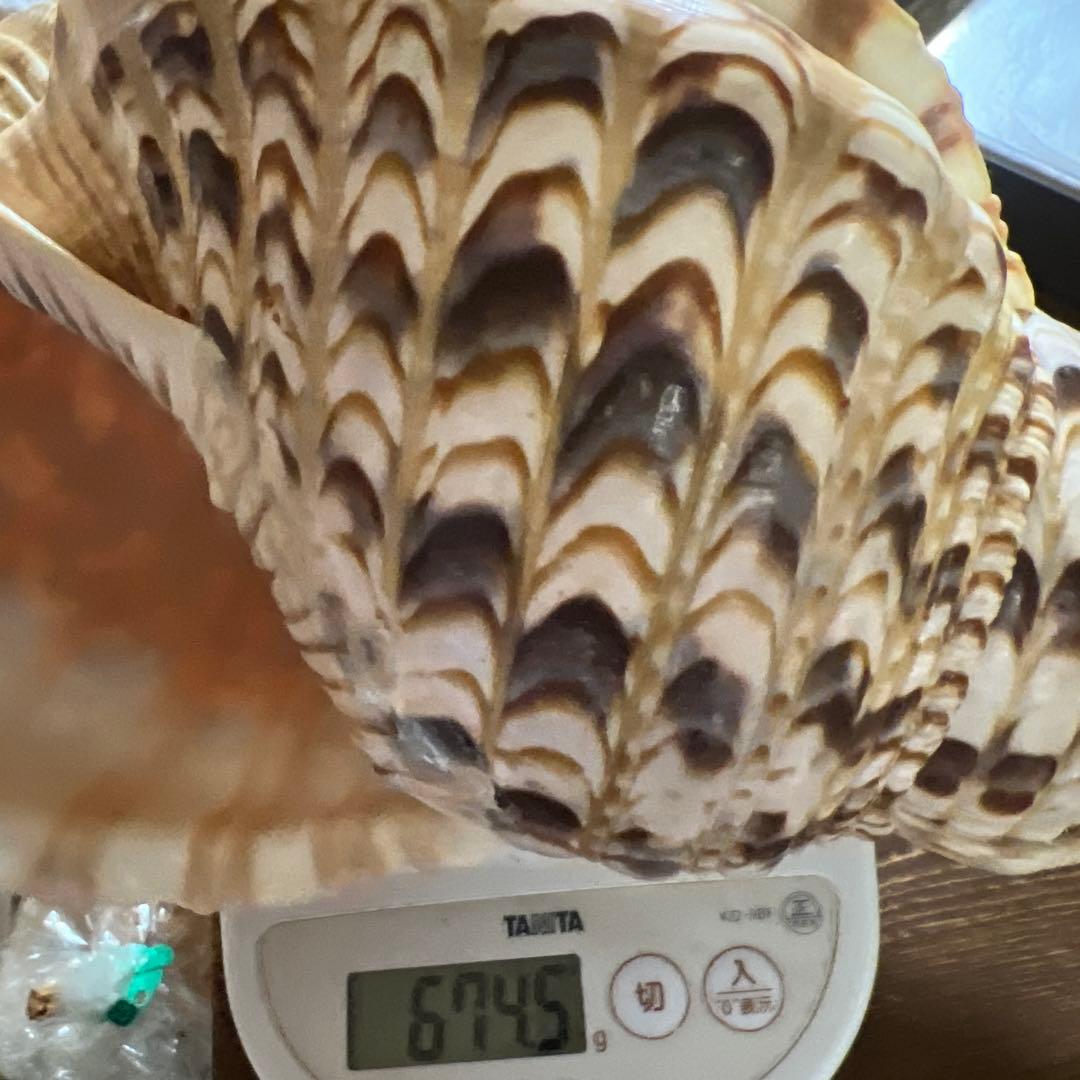 法螺貝　大きな巻貝 茶色とクリーム色のストライプ