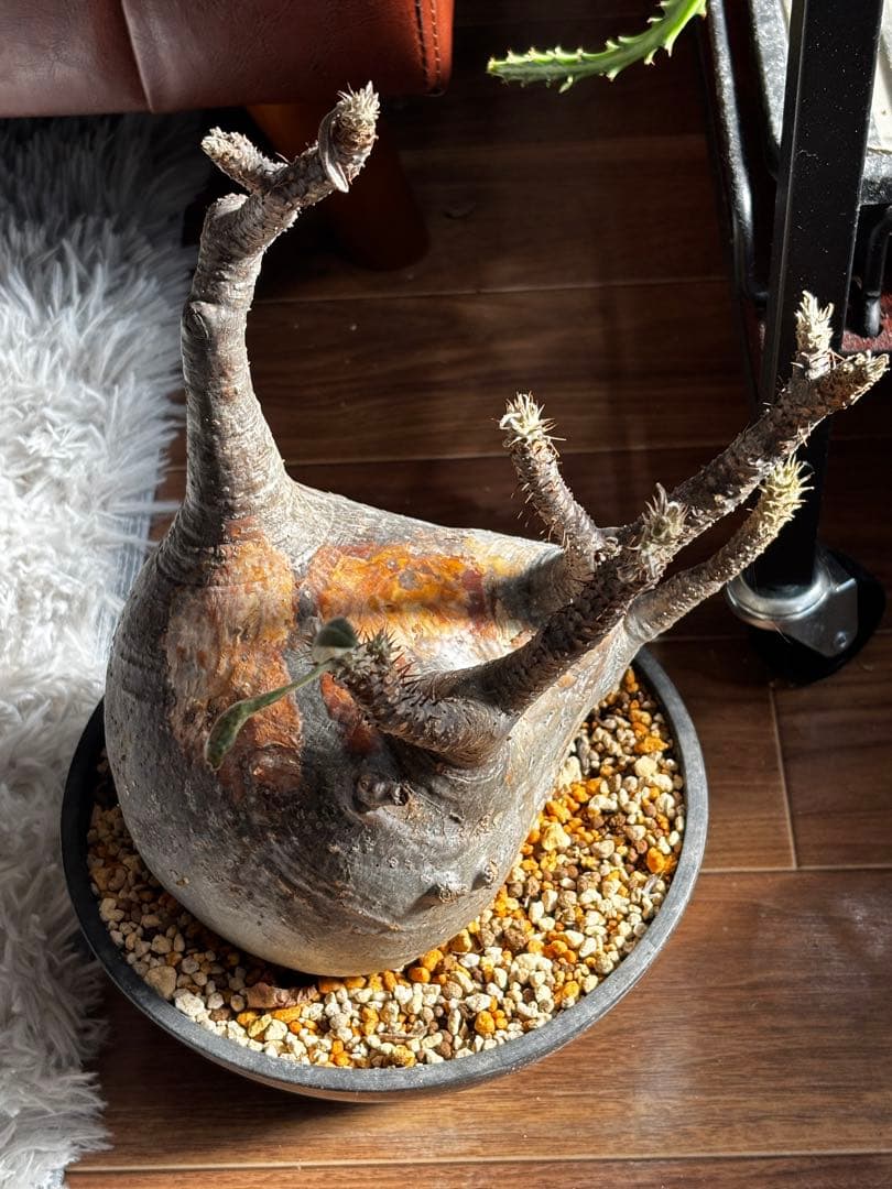 【発根済み】パキポディウム　グラキリス　大株