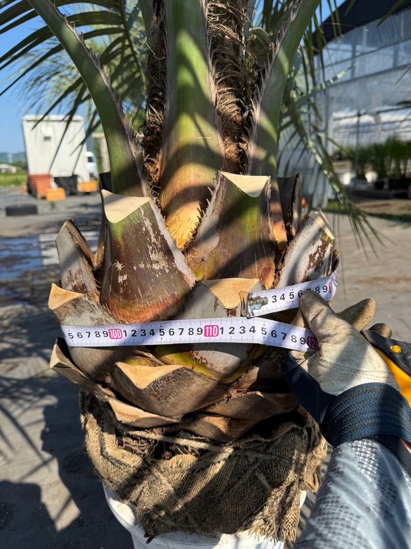 ココスヤシシルバーリーフ【極太】葉先160cm幹回り110cm 幹高40cm