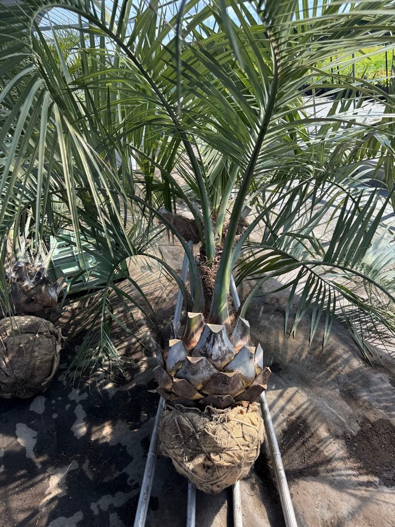 ココスヤシシルバーリーフ【極太】葉先160cm幹回り110cm 幹高40cm