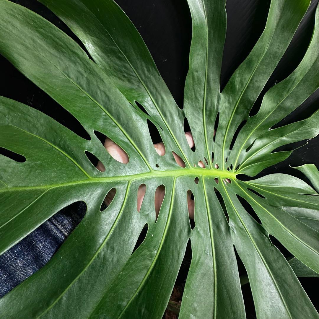 モンステラデリシオーサマクロコズム超希少系統鉢植え79㎝