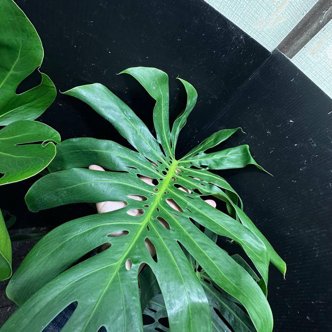 モンステラデリシオーサマクロコズム超希少系統鉢植え79㎝