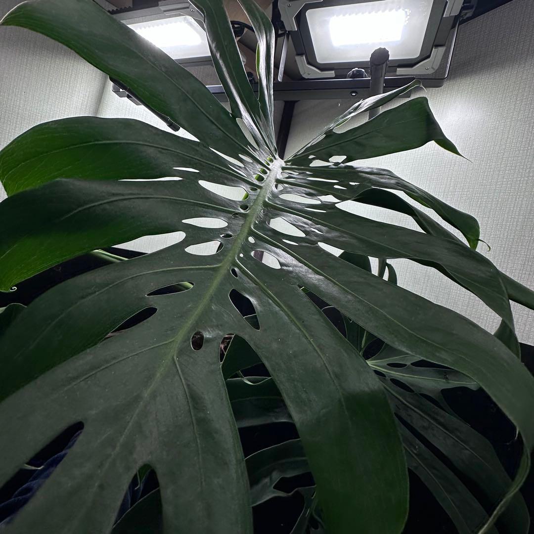 モンステラデリシオーサマクロコズム超希少系統鉢植え79㎝
