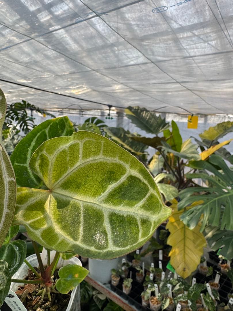 1 斑入り　アンスリウム　ミシェル　x クリスタルシルバー　綺麗交配株