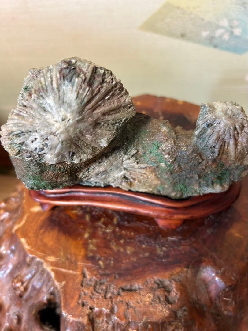 下仁田菊花石　名石