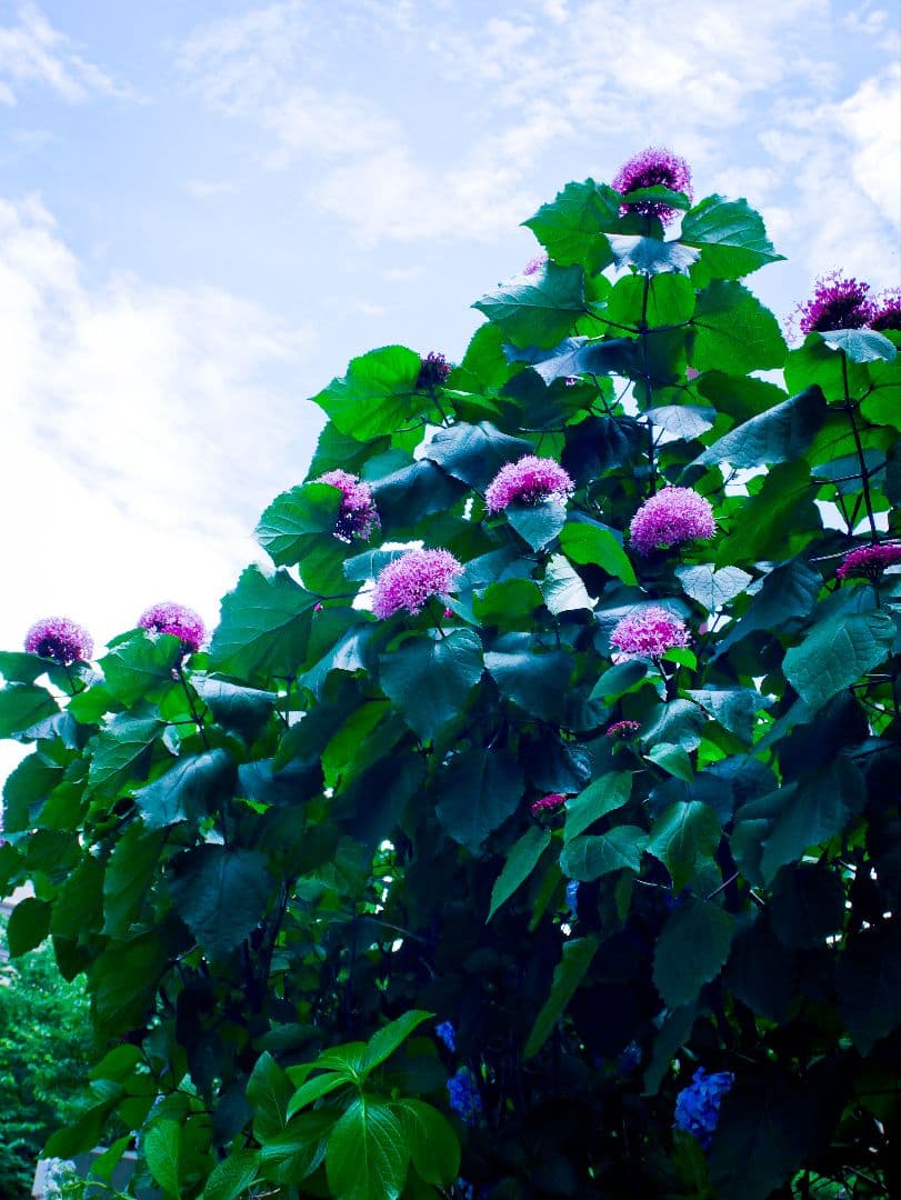 価格改定♪NIKKOR- UD AUTO 20mm 1:3.5（Ai改）