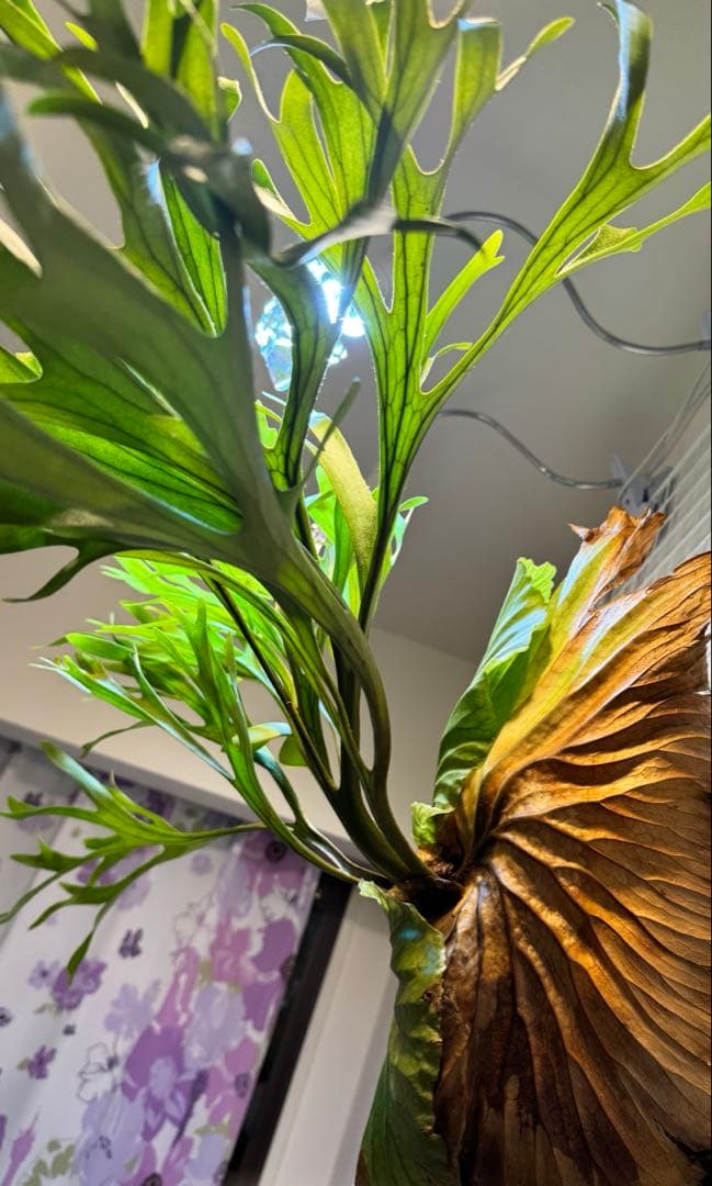 キッチャクード　立葉　リドレイ寄り