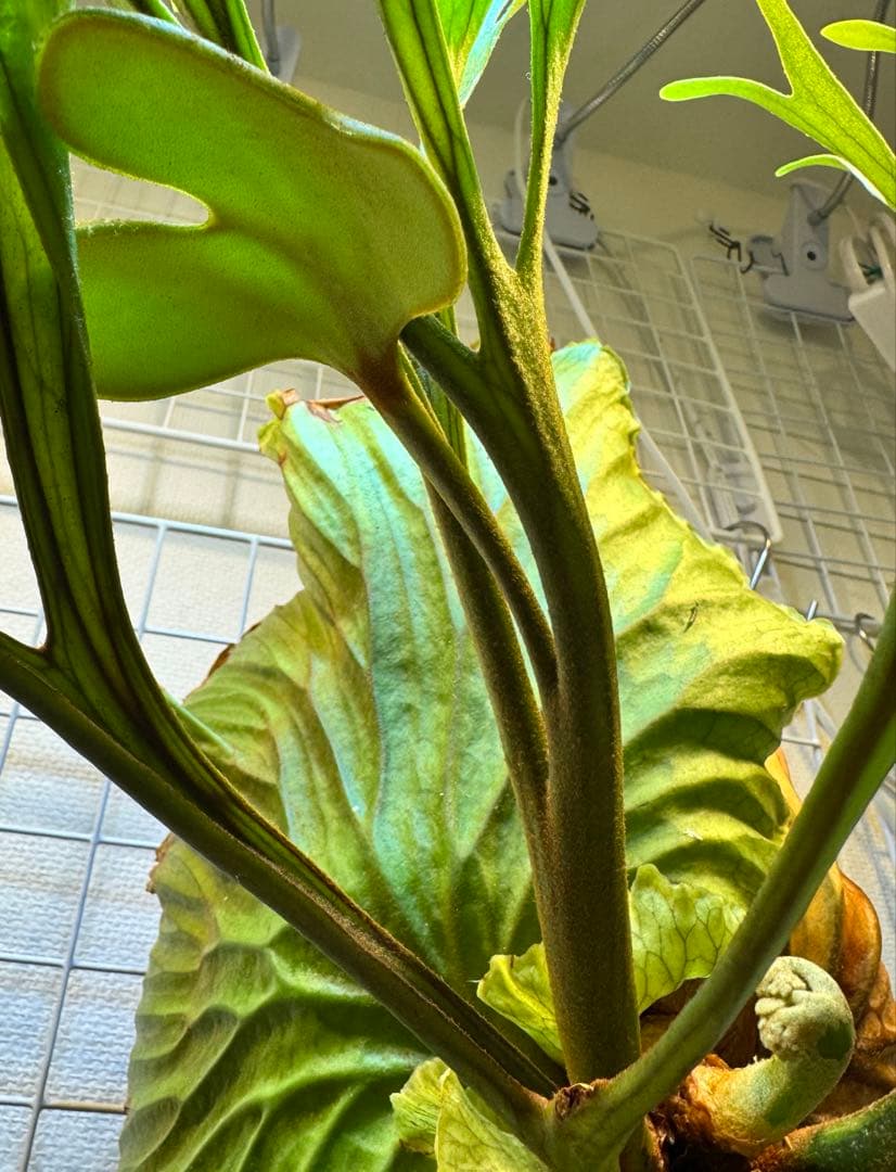 キッチャクード　立葉　リドレイ寄り