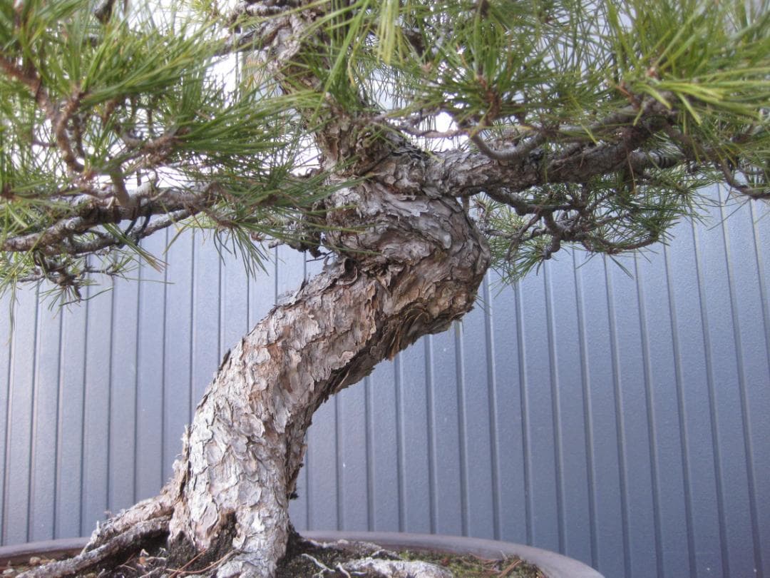 黒松盆栽　樹高６８ｃｍ　３５ｋｇ　佐川便着払い