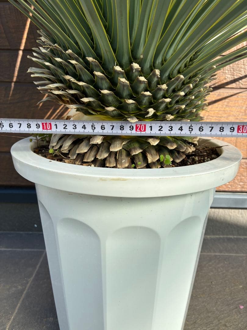 ユッカ ロストラータ