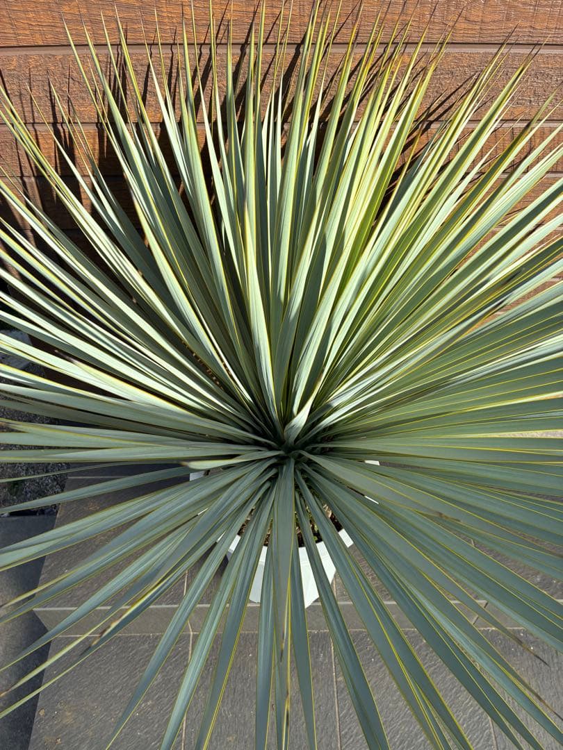 ユッカ ロストラータ