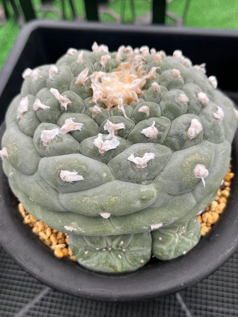 サボテン　疣銀冠玉