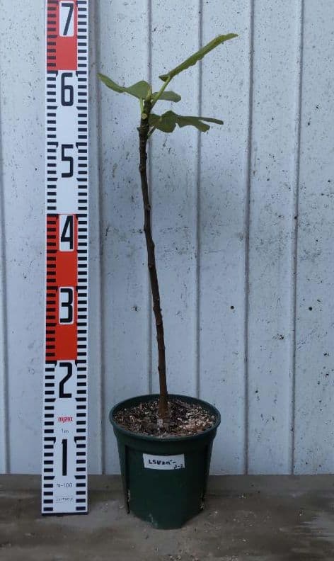 【ブラキリア】イチジク苗4本セット