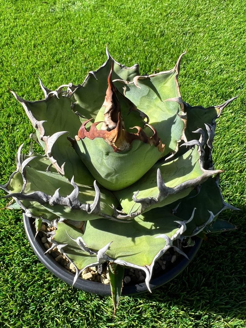 アガベ チタノタ　シーザー　コレクション株　トニー血統　親株出品