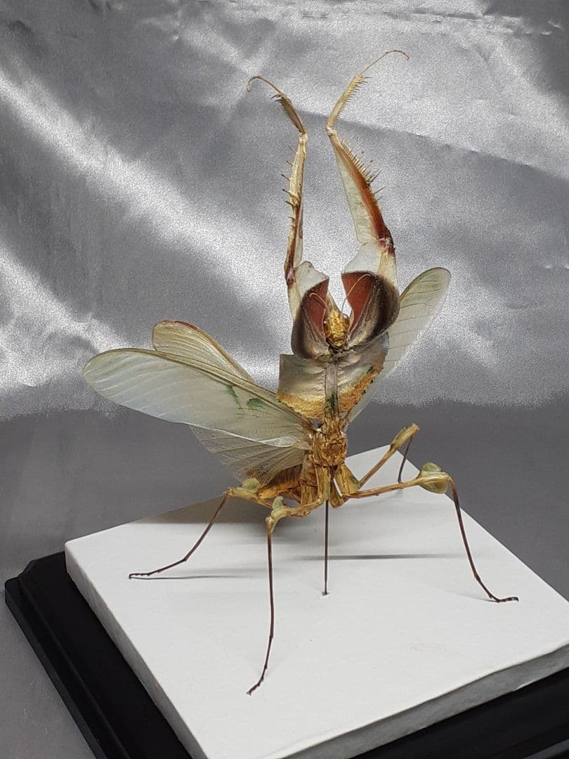 ニセハナマオウカマキリ雌　立体標本