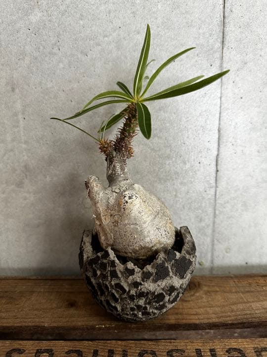 Botanize×konect fang ボタナイズ