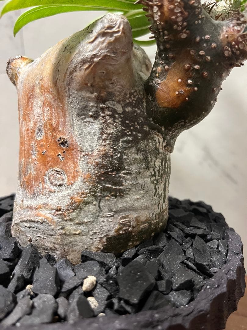 パキポディウム グラキリス 変態株