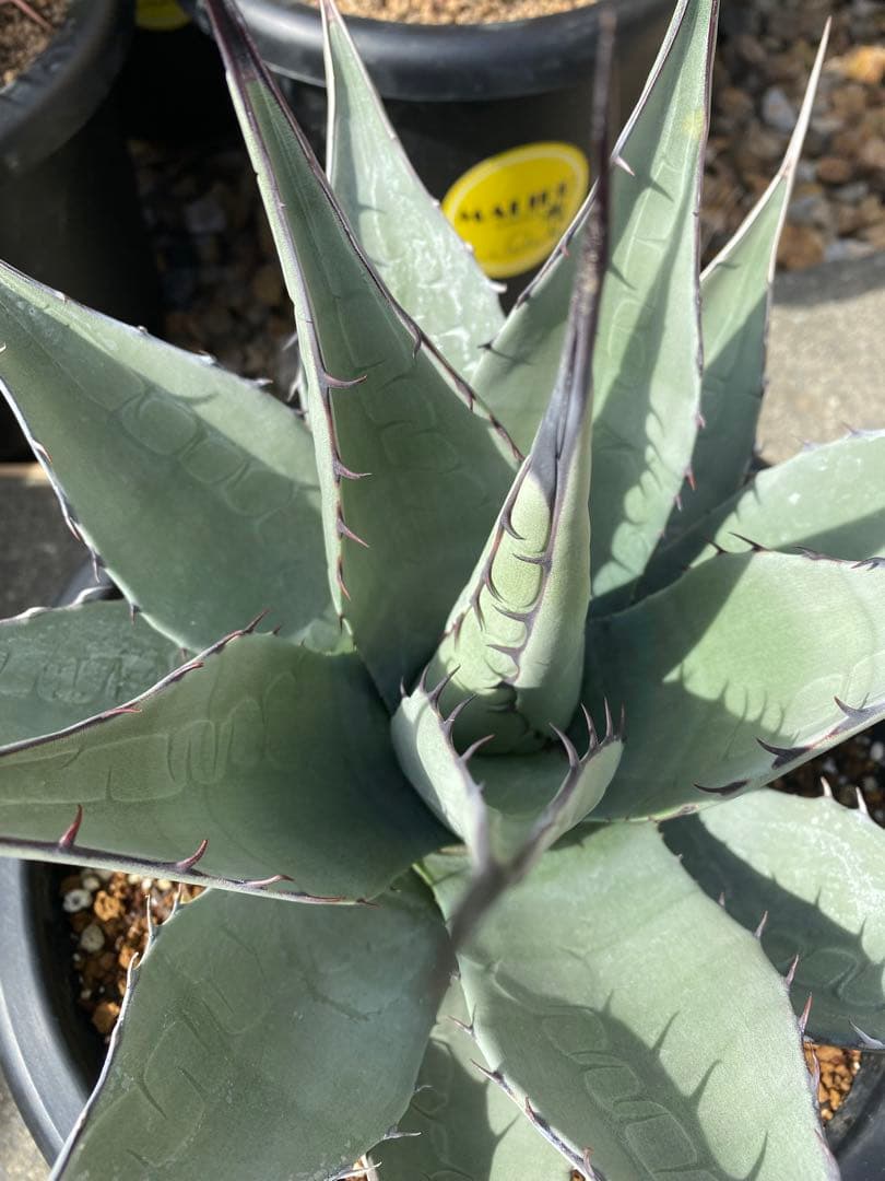 アガベ　パリー　ネオメキシカーナ